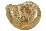 Jurassic Ammonite Fossil - Sakaraha, Madagascar #251292-1
